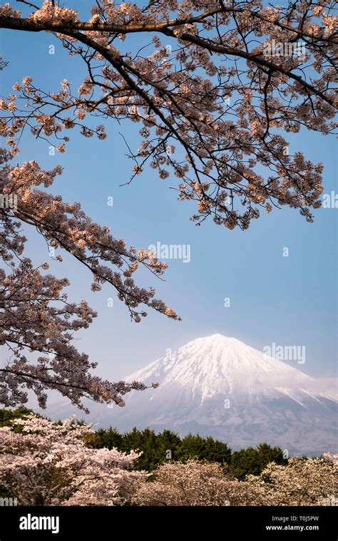 Mt. Fuji and Cherry Blossoms Stock Photo - Alamy