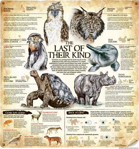 Extinction Rates Among Animals - Infographic Website