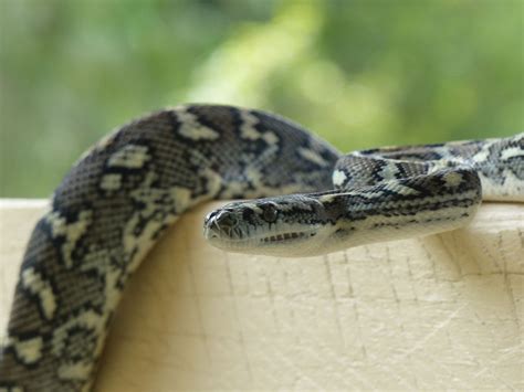 Coastal Carpet Python — Murwillumbah Snake Catchers