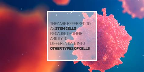 Stem Cells Part 1:Regeneration and How Stem Cells Are Involved in the ...