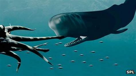 Giant squid eyes are sperm whale defence - BBC News