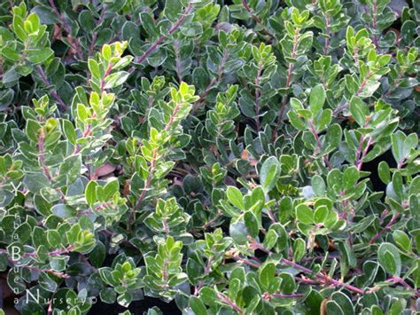 Arctostaphylos 'Emerald Carpet' - 'Emerald Carpet' Manzanita