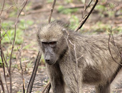 The Chacma Baboon | Another shot from Hluhluwe Umfolozi Game… | Flickr