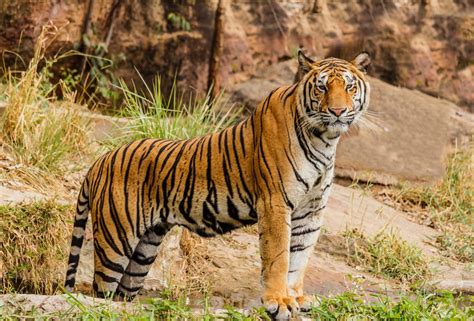 Cergas demi Selamatkan Harimau Malaya