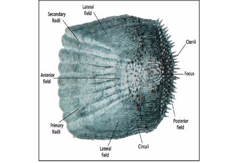 Scale features and terminology of a typical ctenoid scale showing ...