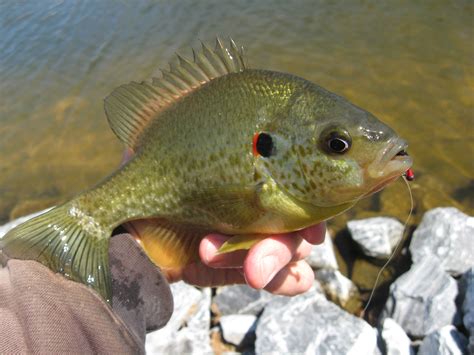 Sunfish vs Bluegill Identification Guide | Outdoor Life