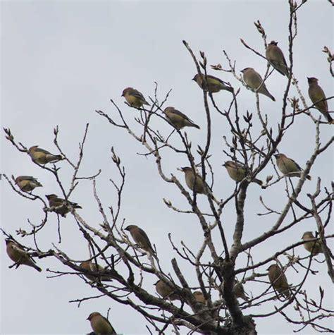 Cedar Waxwings In A Migrating Flock - GJM Nature Media