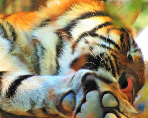 80+ Sleeping Baby Tiger Cub Stock Photos, Pictures & Royalty-Free ...