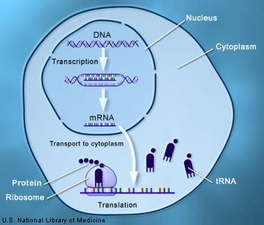 The Central Dogma - 3-Pal-Ana's Biology Portfolio