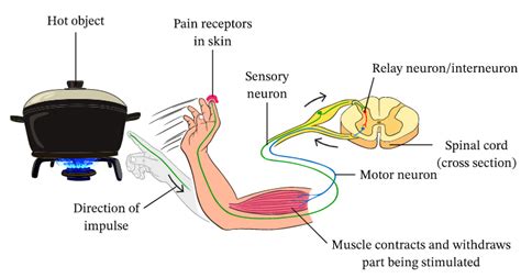 What is a reflex arc?