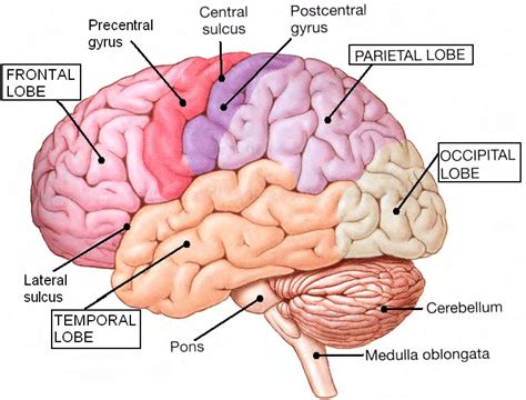 4 The four lobes of the cerebrum [120]. | Download Scientific Diagram ...