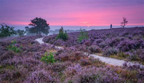 Explore the beautiful national parks of the Netherlands - Holland.com