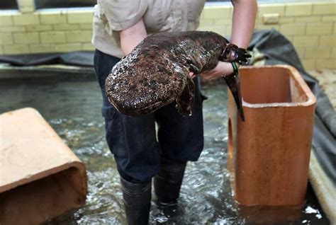 Giant salamanders have new home at zoo