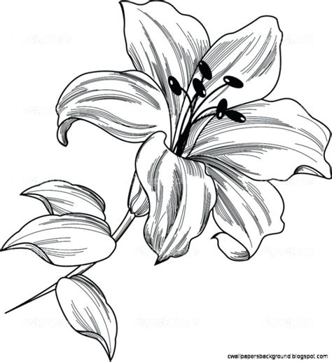 Stargazer Lily Drawing at GetDrawings | Free download