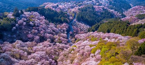 The 6 Best Places to See Cherry Blossoms in Nara, Japan | CuddlyNest