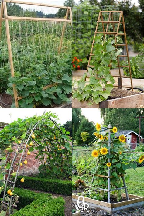 Cucumber Plant Trellis Diy : 15 Easy Diy Cucumber Trellis Ideas A Piece ...