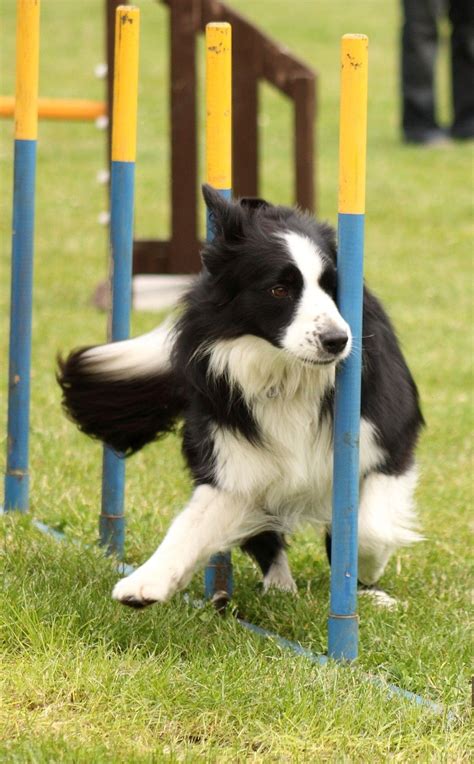 Border Collie Agility | Collie dog, Border collie, Dog agility