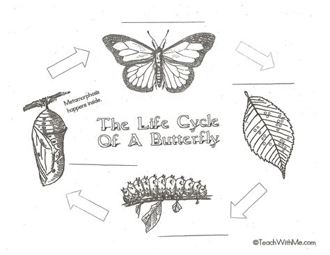 Butterfly Life Cycle Diagram