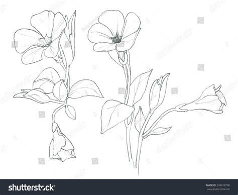 Periwinkle Flower Drawing And Flower Periwinkle Spring Wild Flower ...