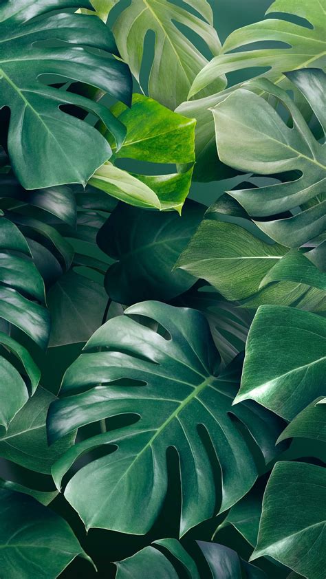 Green monstera leaves background design resource | premium image by ...