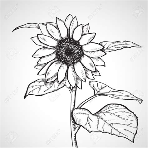 Sunflower Drawing at GetDrawings | Free download