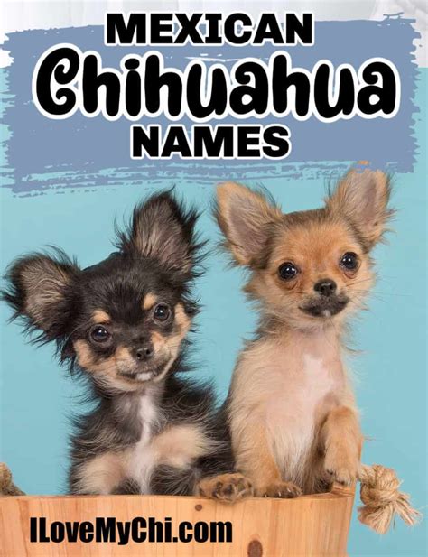 Mexican Chihuahua Names - I Love My Chi