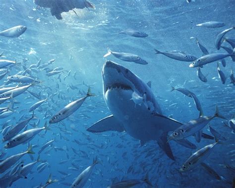 Stay away from the water... Tooth of a great white shark discovered off ...