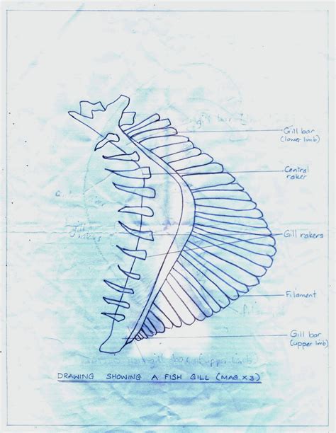 Diagram Of Fish Gills