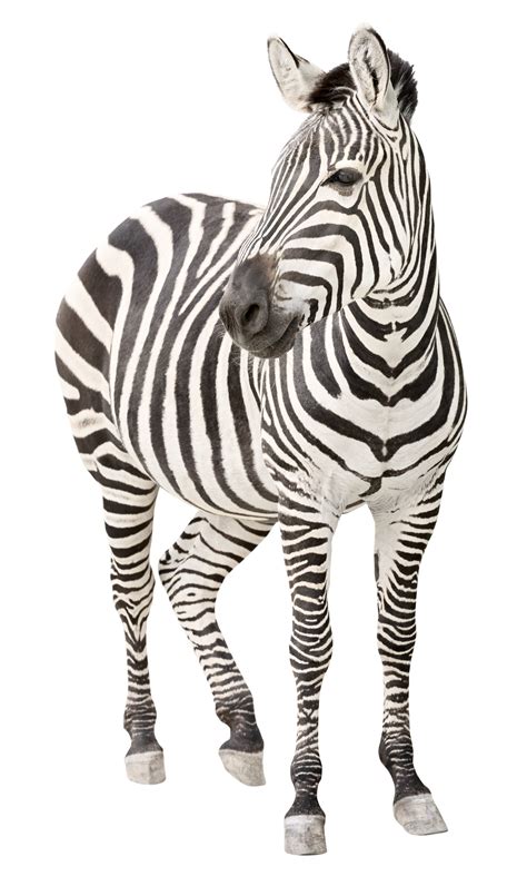 Zebra Facts - KidsPressMagazine.com