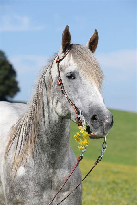 Palomino Horse Pictures : Horse Colors Coat Quarter Holding Portrait ...