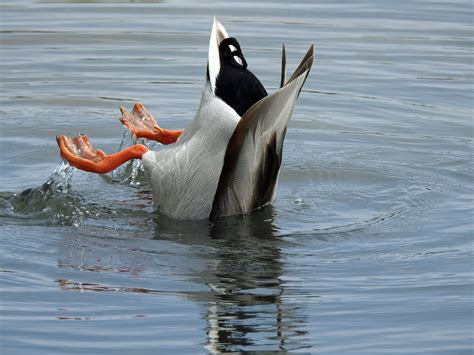 A male duck feeding in a pond at Andrew Haydon Park in Nep… | Flickr