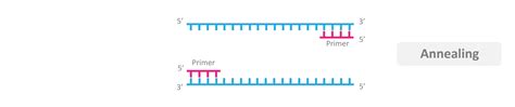 Annealing In Pcr