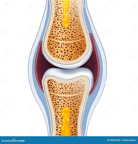 Labelled Diagram Of Synovial Joint