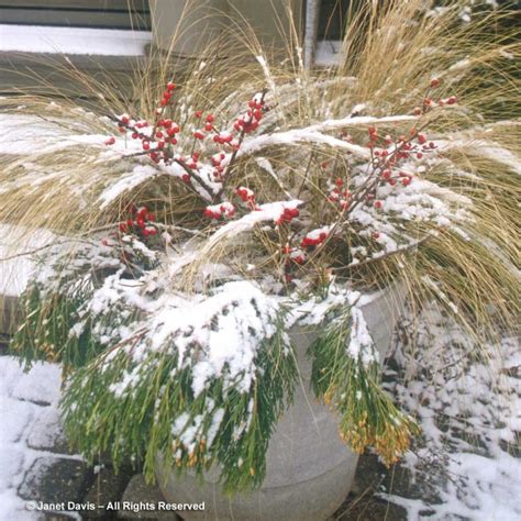 Ornamental Grasses in Winter | Janet Davis Explores Colour