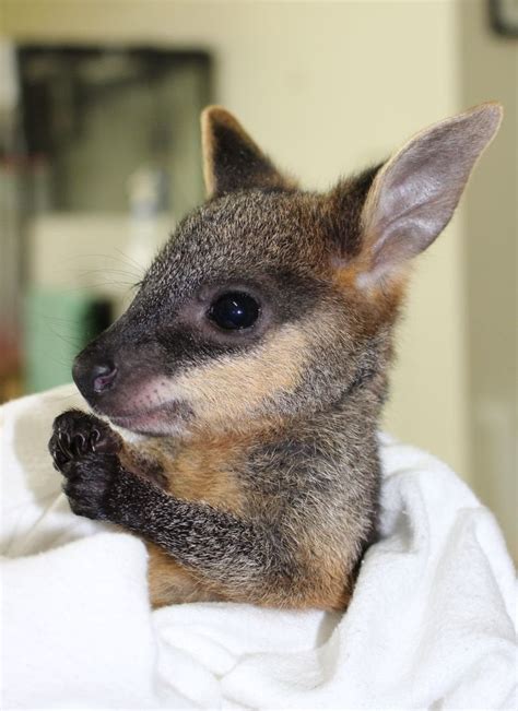 Look at this baby wallaby : aww