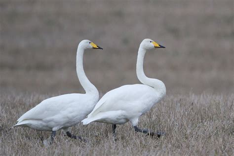 Whooper swan Free Photo Download | FreeImages