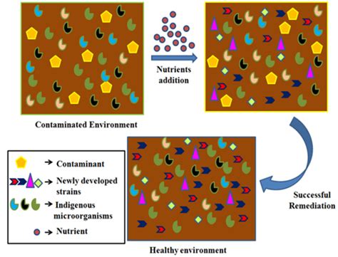 Bioaugmentation Examples