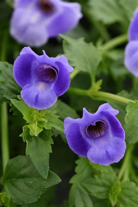 Torenia 'Summer Wave® Large Blue' | Wishbone Flower | Ebert's Greenhouse