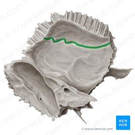 Middle meningeal artery: Anatomy, branches, supply | Kenhub