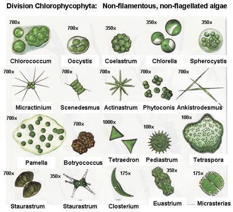 Pin by verdorie . on algae identification | Algae, Microscopic ...