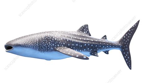 Whale shark, illustration - Stock Image - F038/3347 - Science Photo Library