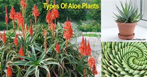 Discover Aloe's Rich Diversity: 18 Types with Photos