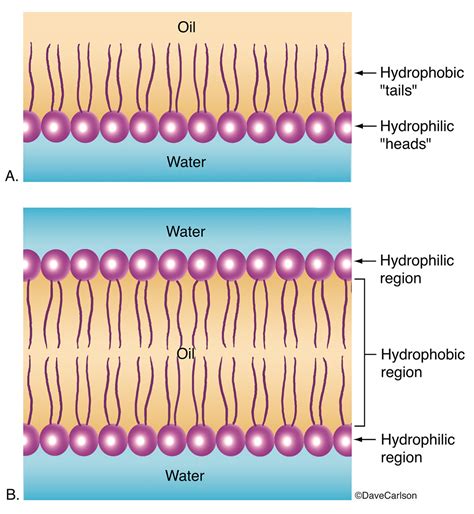 Phospholipid Bilayer Diagram