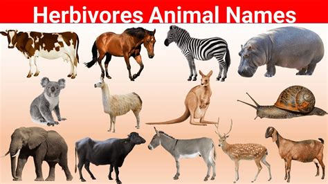 Herbivorous Animals