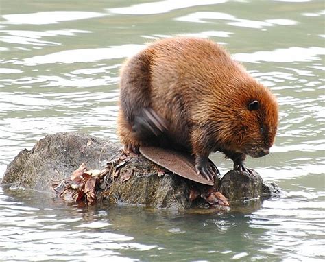 Beaver | Animals, Beaver, Spirit animal totem