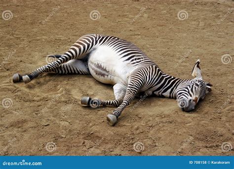 Sleeping zebra stock photo. Image of zebra, africa, animal - 708158