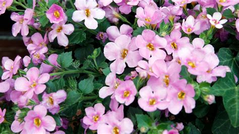 Guide to Bacopa Plant Care, Uses, and Varieties