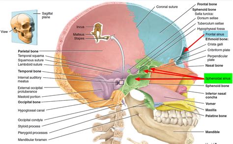 Where Are Your Sinus Cavities Located