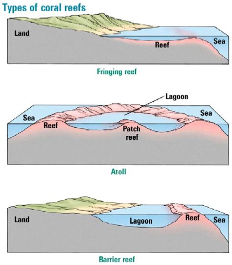 What are coral reefs? - geographyalltheway.com