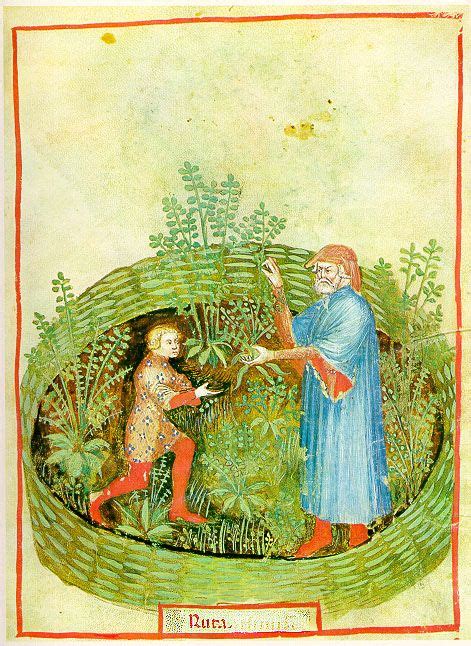 34 best Medieval Herbs images on Pinterest